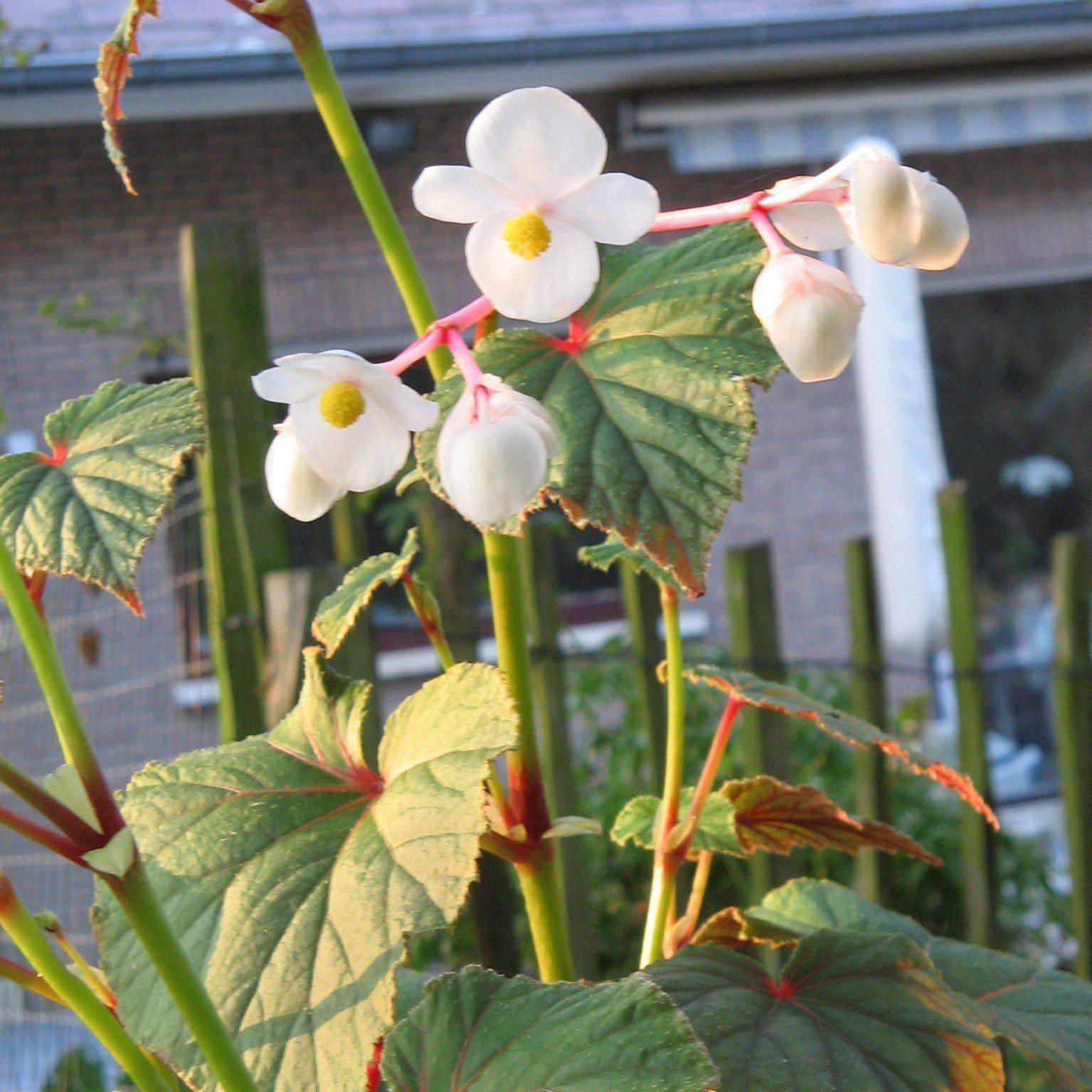 Begonia grandis 'Alba' ~ Alba Hardy Begonia - Delivered By ServeScape