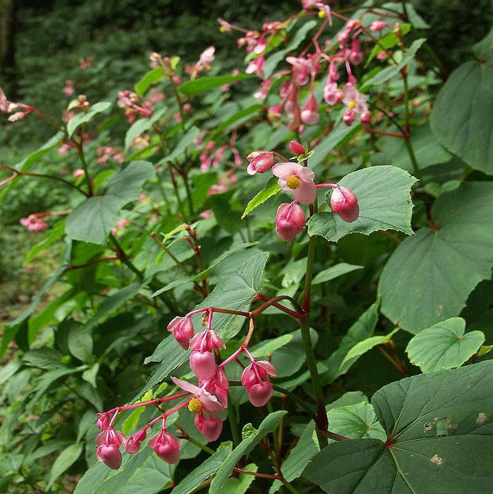 Begonia grandis ~ Hardy Begonia-ServeScape