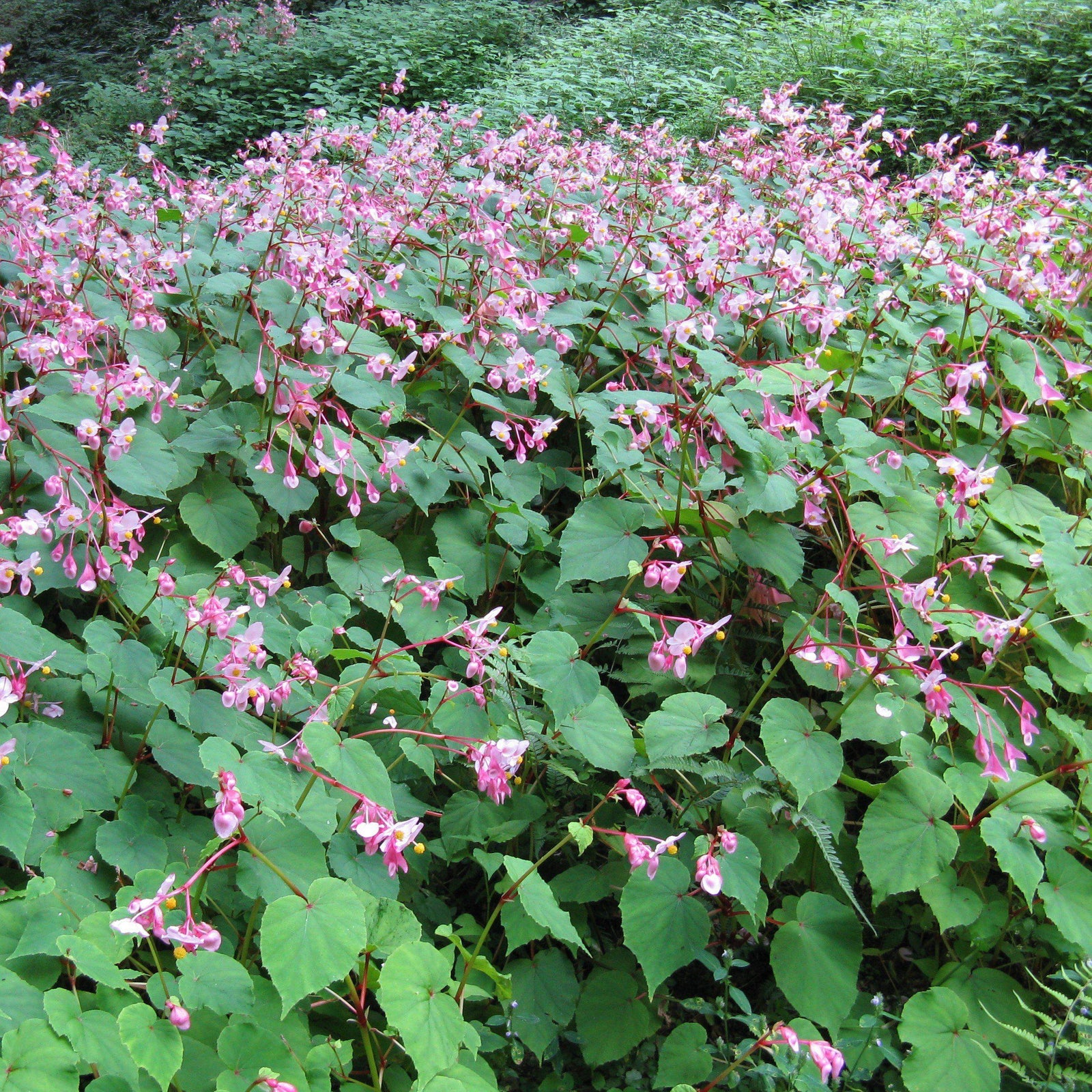 Begonia grandis ~ Hardy Begonia - Delivered By ServeScape