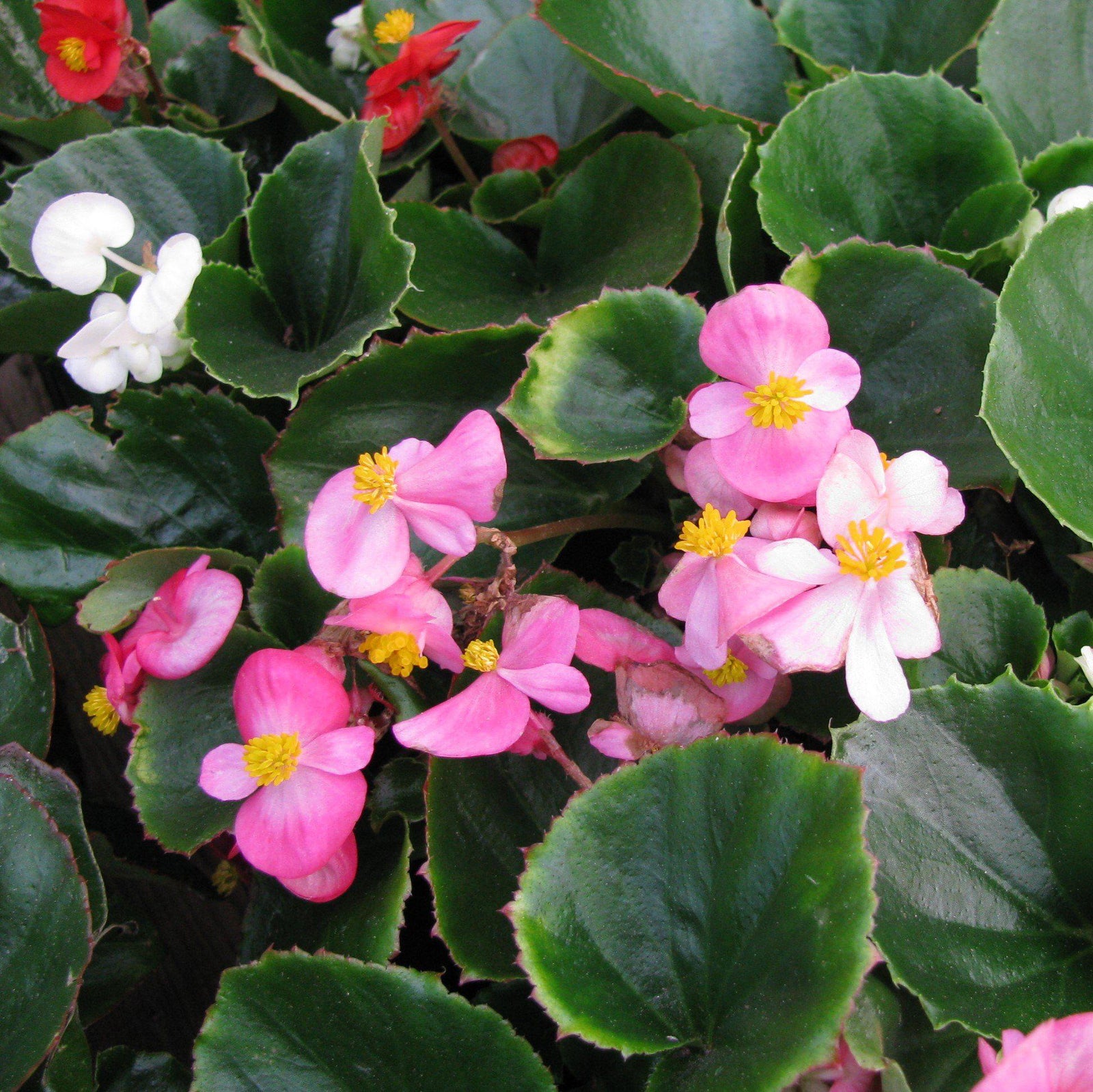 Begonia semperflorens 'Super Olympia Mix'~ Super Olympia® Mix Begonia-ServeScape