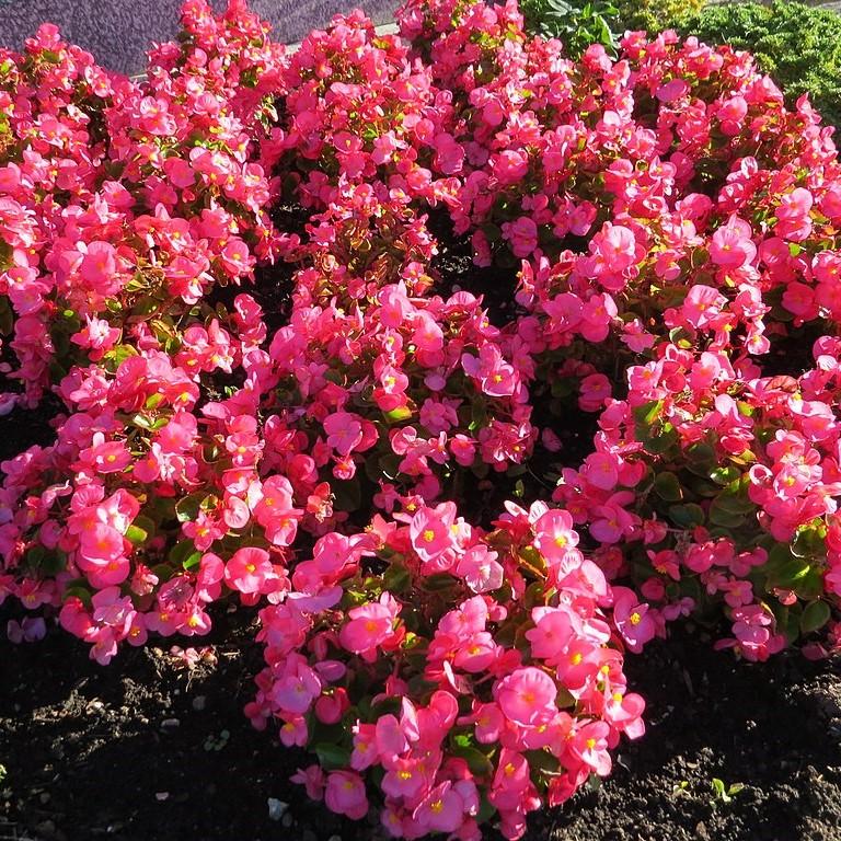 Begonia semperflorens 'Super Olympia Rose'~ Super Olympia® Rose Begonia-ServeScape