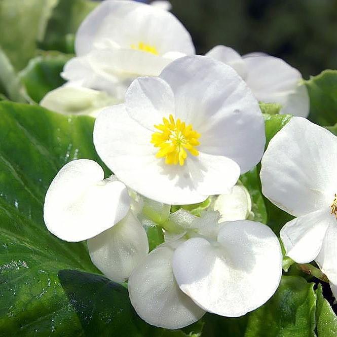 Begonia semperflorens 'Super Olympia White'~ Super Olympia® White Begonia-ServeScape