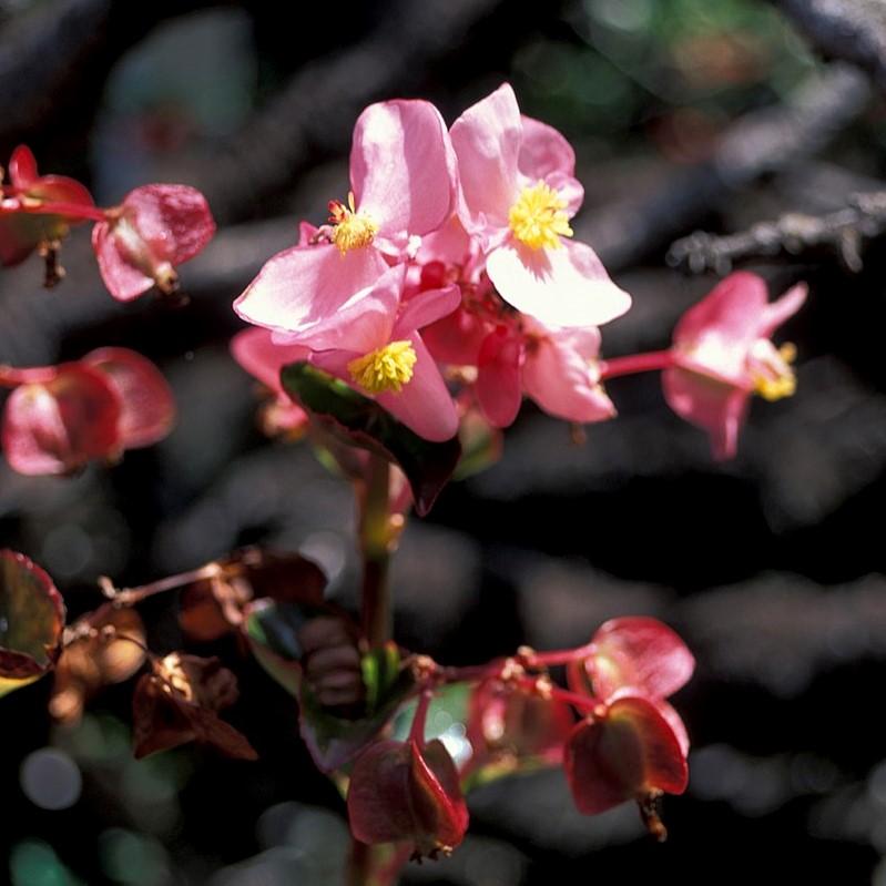 Begonia semperflorens-cultorum 'Cocktail Gin' ~ Cocktail® Gin Wax Begonia-ServeScape