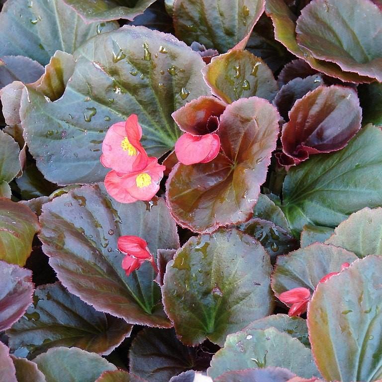 Begonia semperflorens-cultorum 'Cocktail Tequila' ~ Cocktail® Tequila Wax Begonia-ServeScape