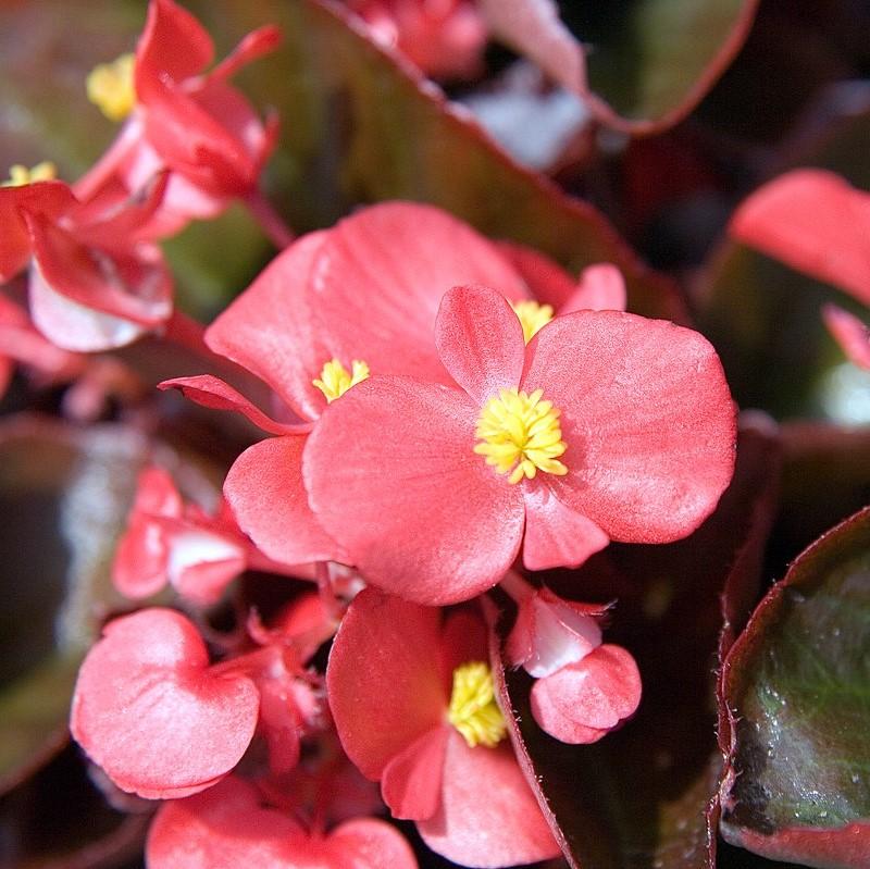 Begonia semperflorens-cultorum 'Cocktail Vodka' ~ Cocktail® Vodka Wax Begonia-ServeScape
