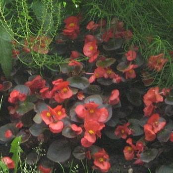Begonia semperflorens-cultorum 'Cocktail Vodka' ~ Cocktail® Vodka Wax Begonia-ServeScape
