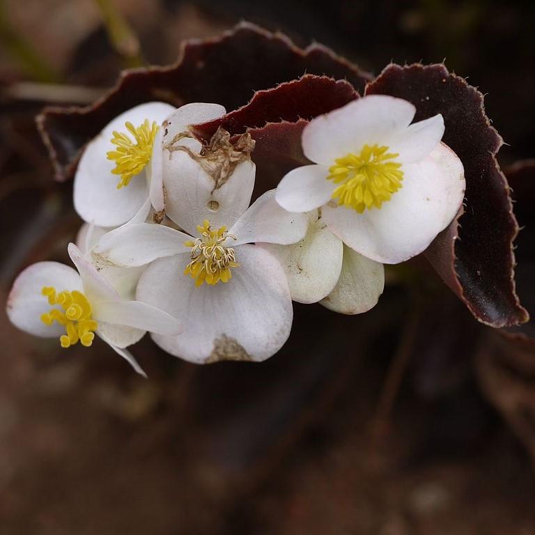 Begonia semperflorens-cultorum 'Cocktail Whiskey' ~ Cocktail® Whiskey Wax Begonia-ServeScape