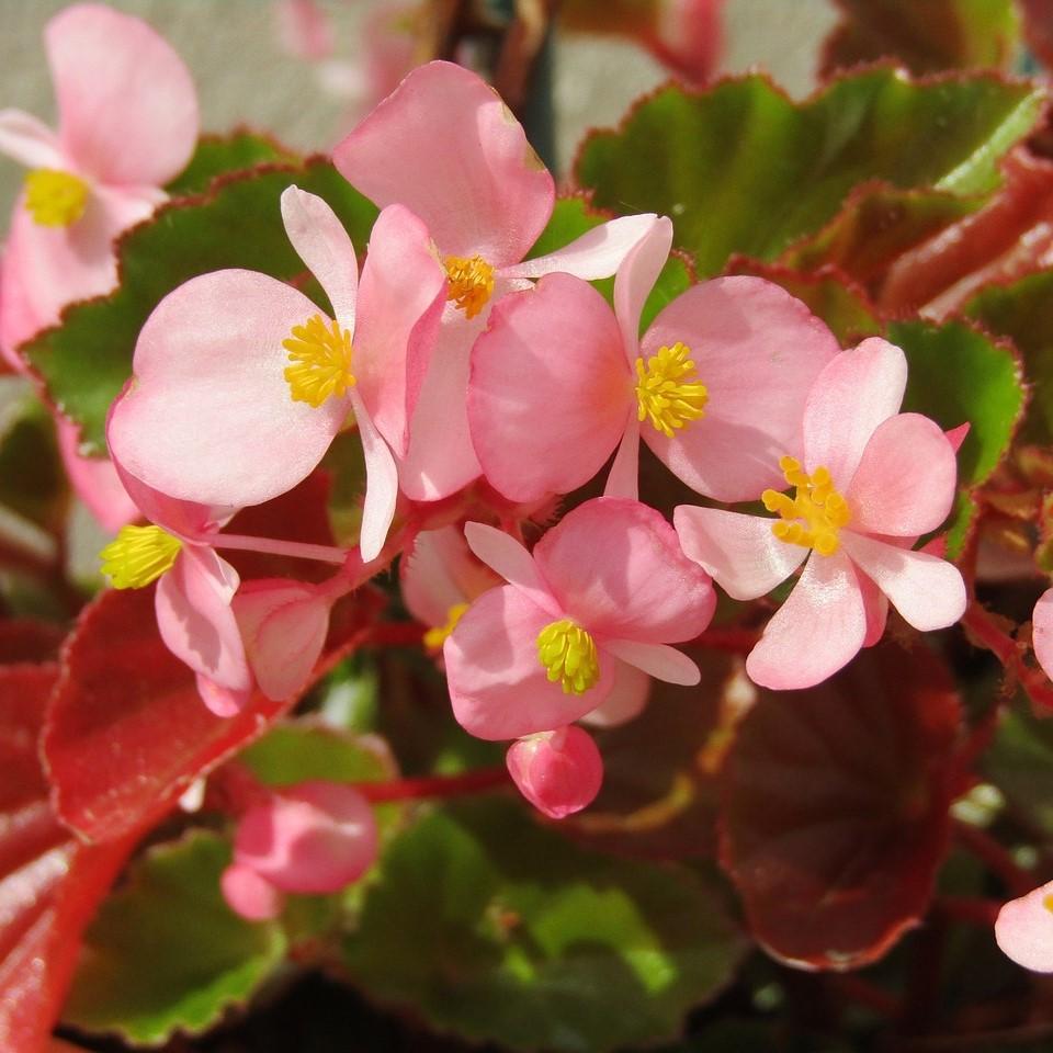 Begonia x 'Baby Wing Pink' ~ Baby Wing® Pink Begonia-ServeScape