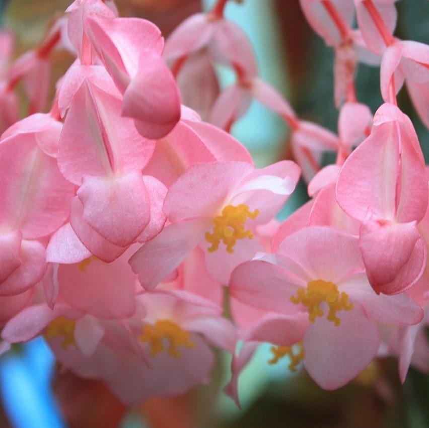 Begonia x 'Baby Wing Pink' ~ Baby Wing® Pink Begonia-ServeScape