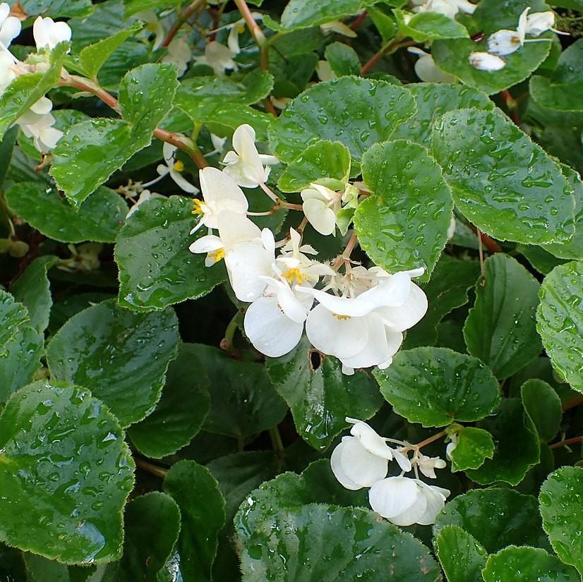 Begonia x 'Baby Wing White' ~ Baby Wing® White Begonia-ServeScape