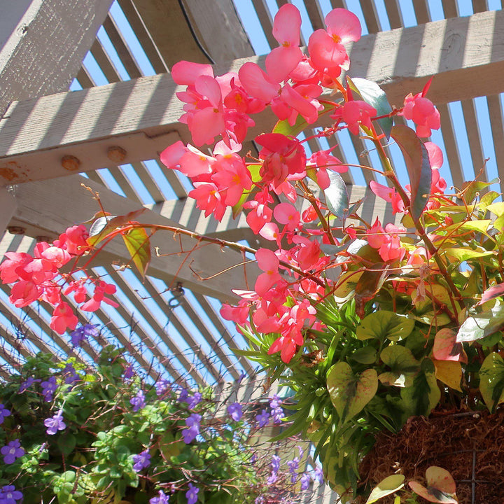 Begonia x 'Dragon Wing Pink' ~ Dragon Wing® Pink Begonia-ServeScape