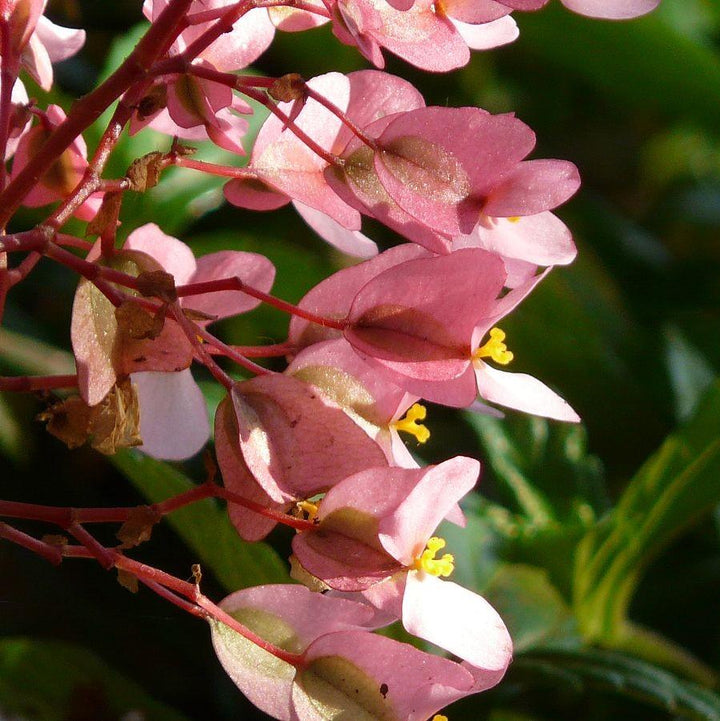 Begonia x 'Dragon Wing Pink' ~ Dragon Wing® Pink Begonia-ServeScape