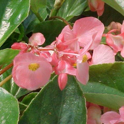 Begonia x 'Dragon Wing Pink' ~ Dragon Wing® Pink Begonia-ServeScape