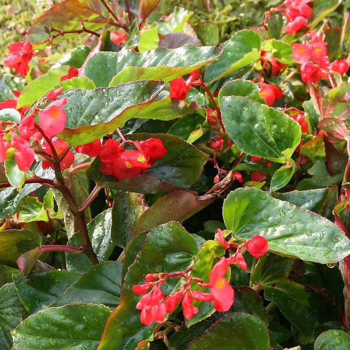 Begonia x 'Dragon Wing Red' ~ Dragon Wing® Red Begonia-ServeScape