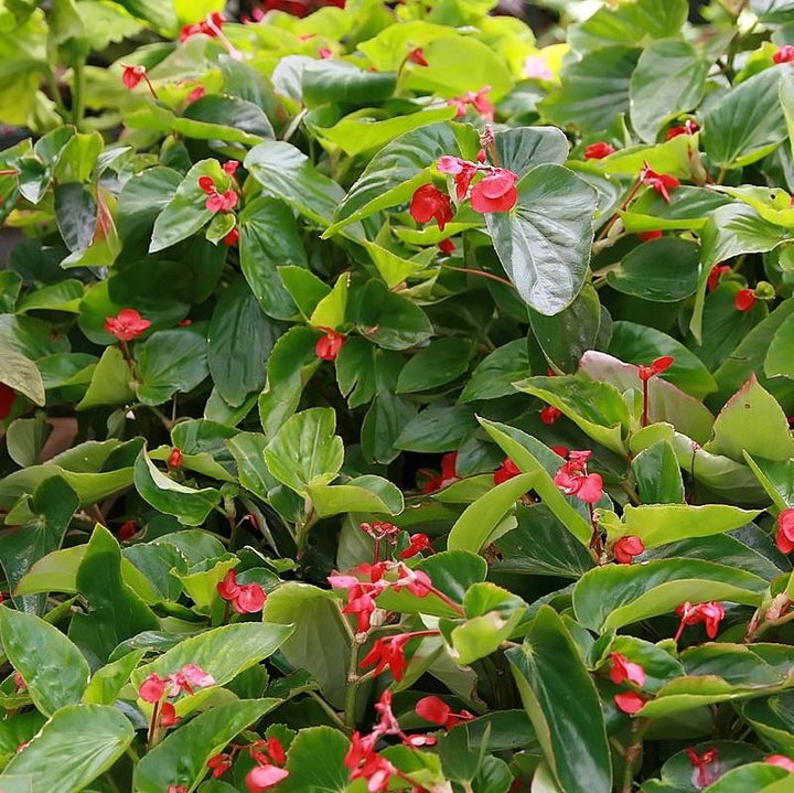 Begonia x 'Dragon Wing Red' ~ Dragon Wing® Red Begonia-ServeScape