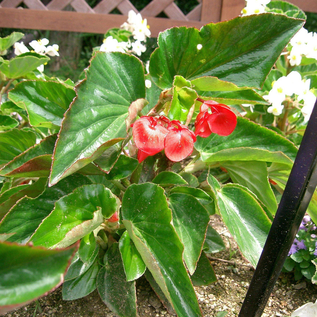 Begonia x 'Dragon Wing Red' ~ Dragon Wing® Red Begonia-ServeScape