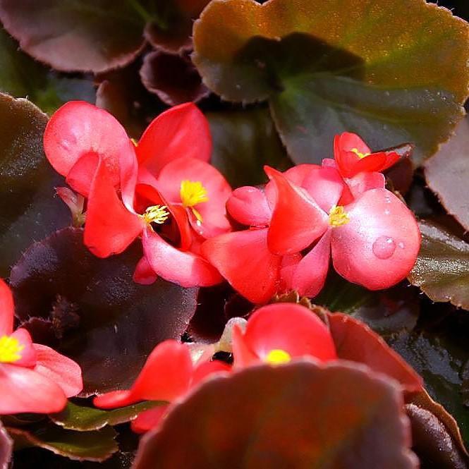 Begonia x benariensis 'Red With Bronze Leaf' ~ Whooper® Red With Bronze Leaf Begonia-ServeScape