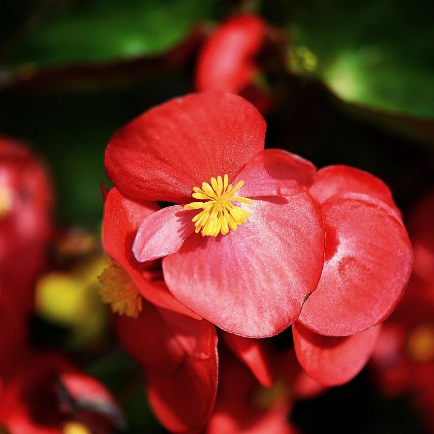 Begonia x benariensis 'Red With Green Leaf' ~ Whooper® Red With Green Leaf Begonia-ServeScape