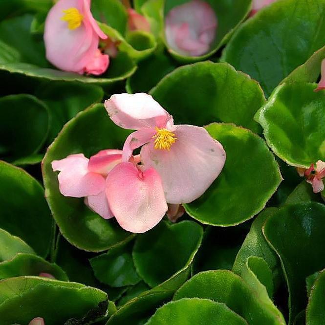 Begonia x benariensis 'Rose With Bronze Leaf' ~ Whooper® Rose With Bronze Leaf Begonia-ServeScape