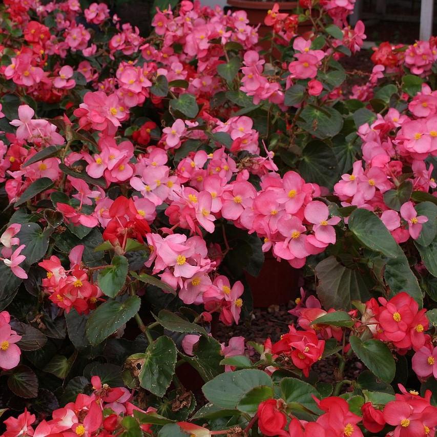 Begonia x benariensis 'Rose With Bronze Leaf' ~ Whooper® Rose With Bronze Leaf Begonia-ServeScape