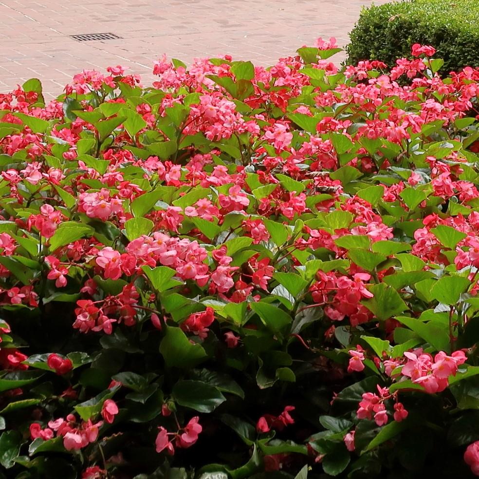 Begonia x benariensis 'Rose With Green Leaf' ~ Whooper® Rose With Green Leaf Begonia-ServeScape