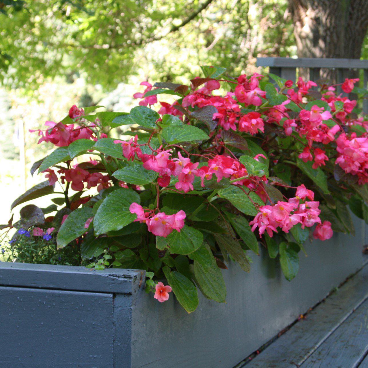 Begonia x benariensis 'Rose With Green Leaf' ~ Whooper® Rose With Green Leaf Begonia-ServeScape