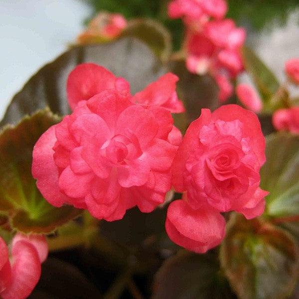 Begonia semperflorens 'Doublet Red' ~ Doublet® Red Begonia-ServeScape