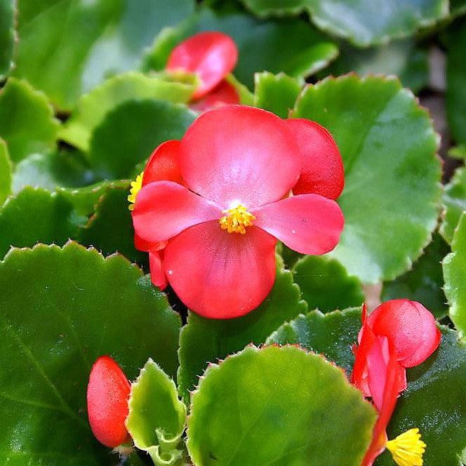 Begonia 'Green Leaf Red' ~ Green Leaf Red Begonia-ServeScape