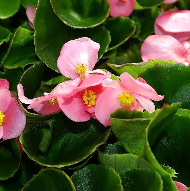 Begonia 'Green Leaf Rose' ~ Green Leaf Rose Begonia-ServeScape
