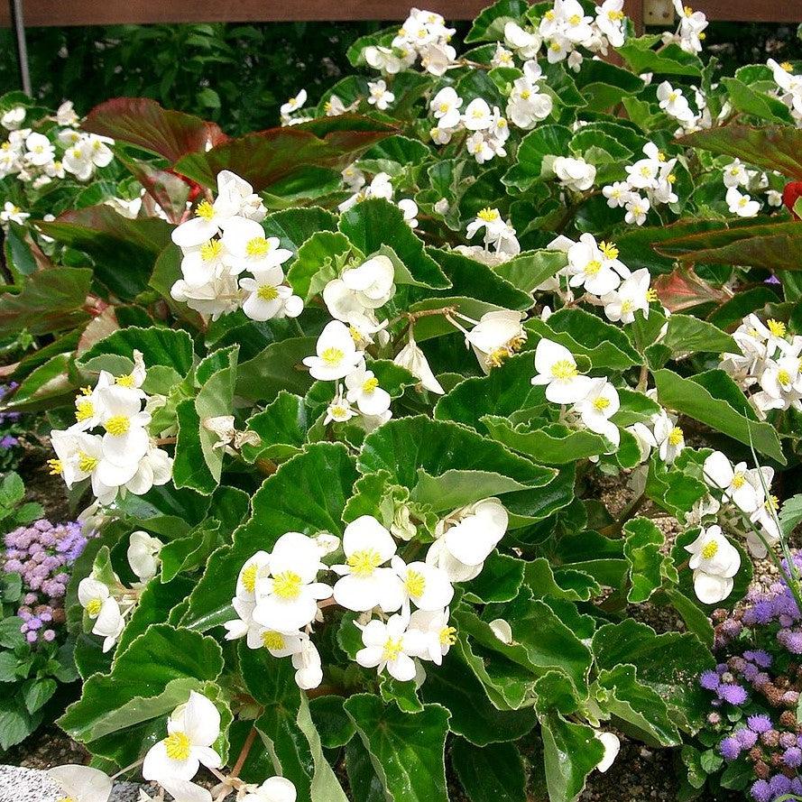Begonia x 'PAS1484340' ~ Dragon Wing® White Begonia-ServeScape
