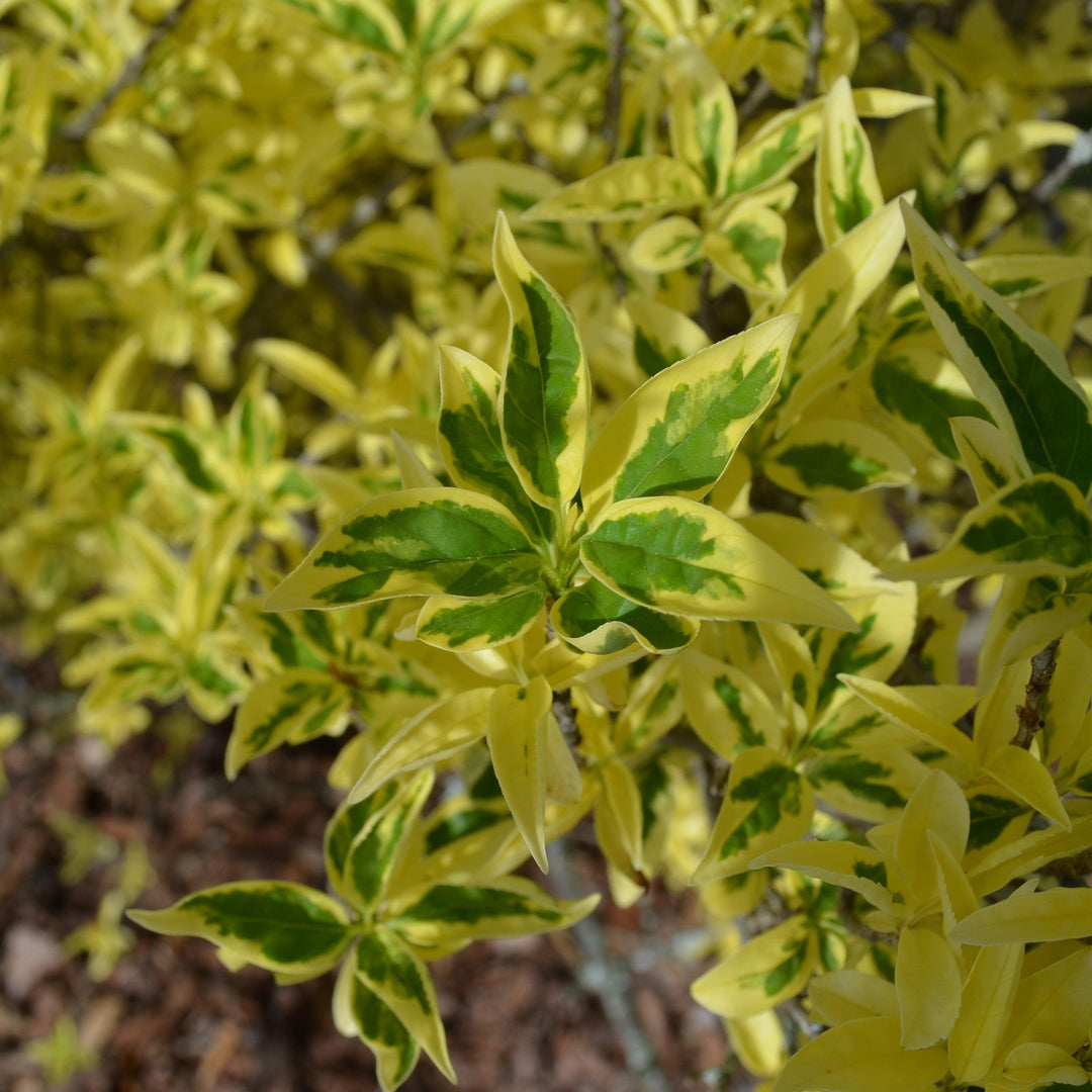 Forsythia x 'MNICHI01' ~ Believe It Or Not® Forsythia-ServeScape