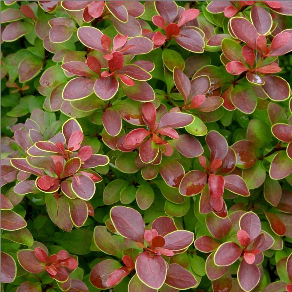 Berberis thunbergii 'Admiration' PP#16,921 ~ Admiration Barberry-ServeScape