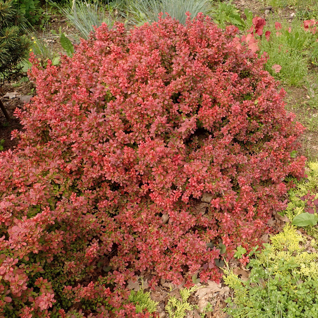 Berberis thunbergii 'Admiration' PP#16,921 ~ Admiration Barberry-ServeScape