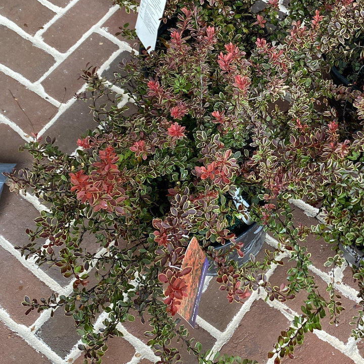 Berberis thunbergii 'Admiration' PP#16,921 ~ Admiration Barberry-ServeScape