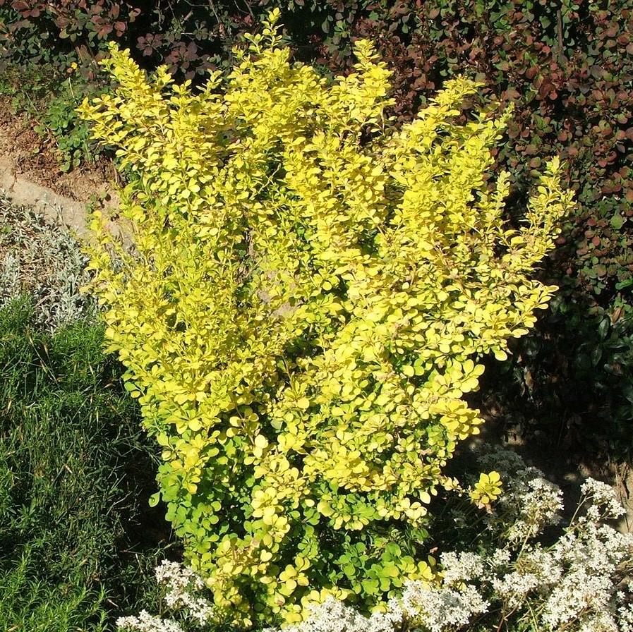 Berberis thunbergii 'Aurea' ~ Golden Barberry-ServeScape