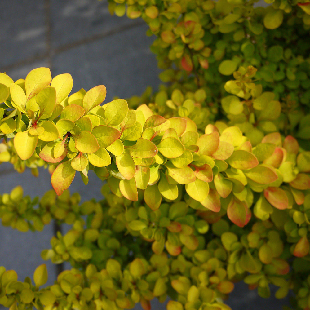 Berberis thunbergii 'BailErin' ~ Limoncello™ Barberry-ServeScape