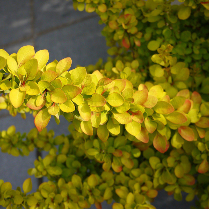 Berberis thunbergii 'BailErin' ~ Limoncello™ Barberry-ServeScape