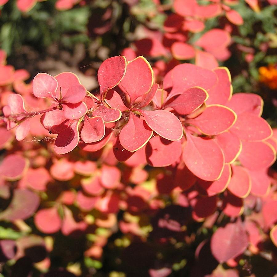Berberis thunbergii 'BailJulia' ~ Toscana™ Barberry-ServeScape