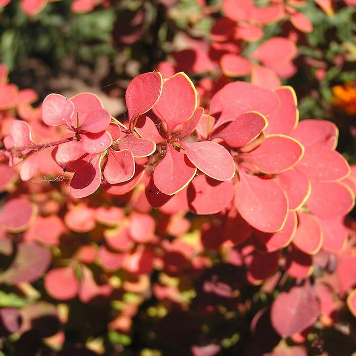 Berberis thunbergii 'BailJulia' ~ Toscana™ Barberry-ServeScape