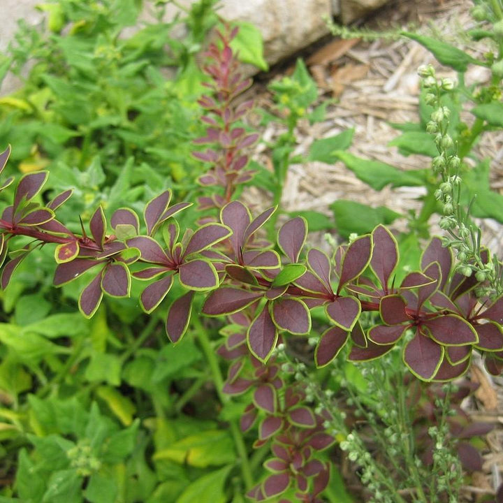 Berberis thunbergii 'BailJulia' ~ Toscana™ Barberry-ServeScape
