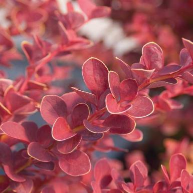 Berberis thunbergii 'BailJulia' ~ Toscana™ Barberry - Delivered By ServeScape
