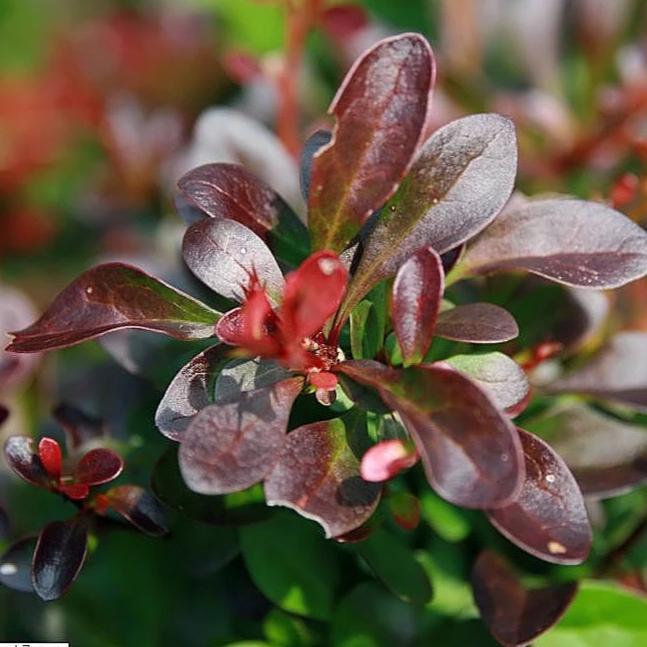 Berberis thunbergii 'Crimson Pygmy'  ~ Crimson Pygmy Barberry - Delivered By ServeScape