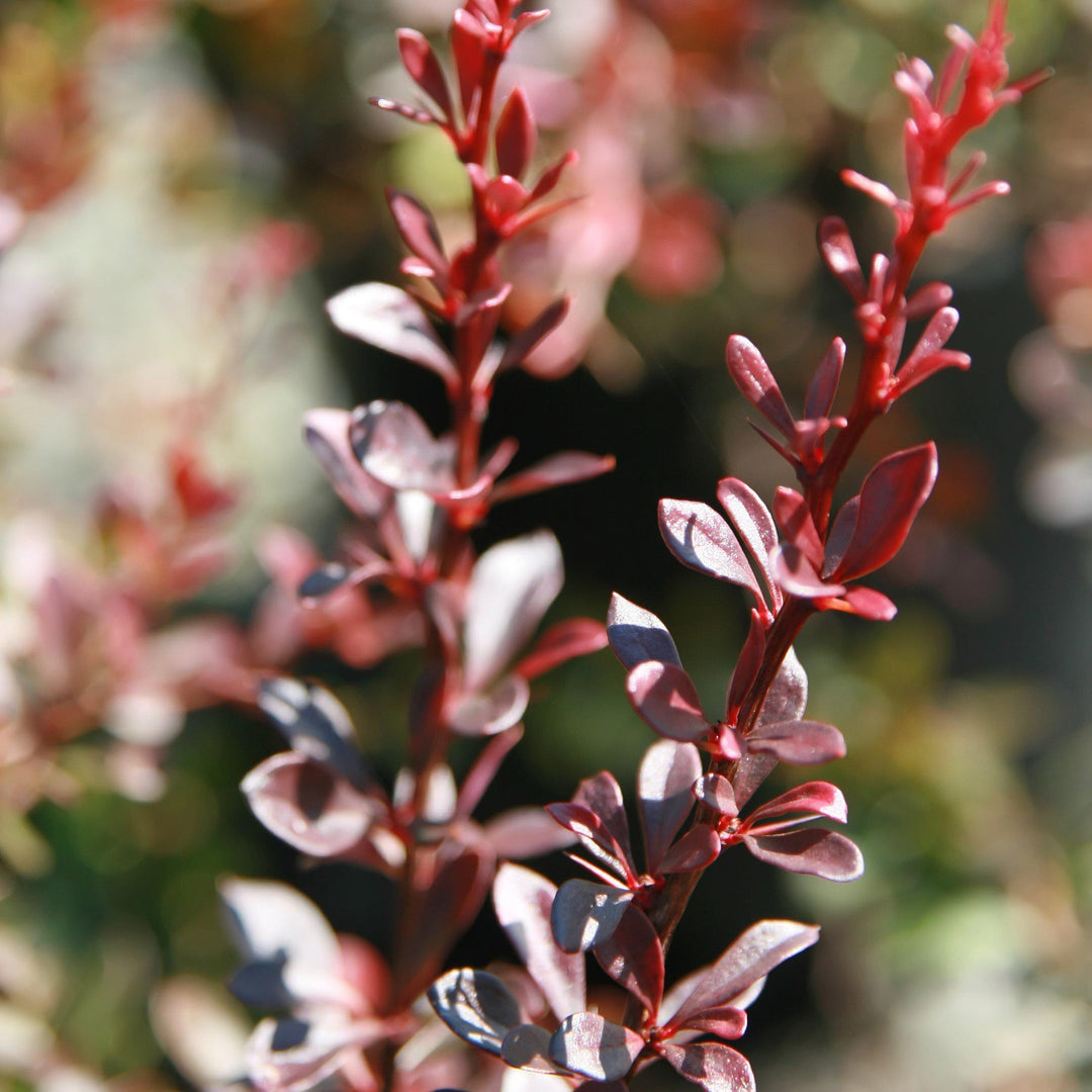 Berberis thunbergii 'Crimson Pygmy' ~ Crimson Pygmy Barberry-ServeScape