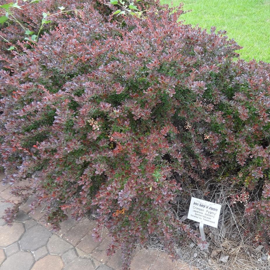Berberis thunbergii 'Crimson Pygmy' ~ Crimson Pygmy Barberry-ServeScape