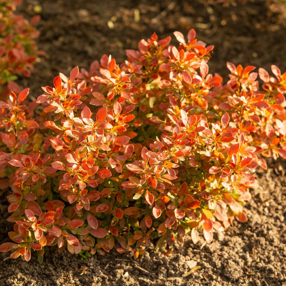 Spring Foliage on Daybreak Barberry
