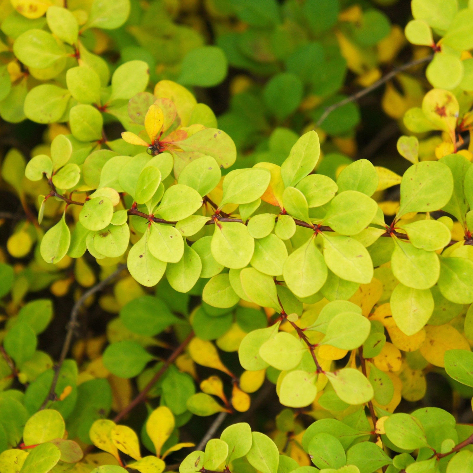 Matured Daybreak Barberry Foliage
