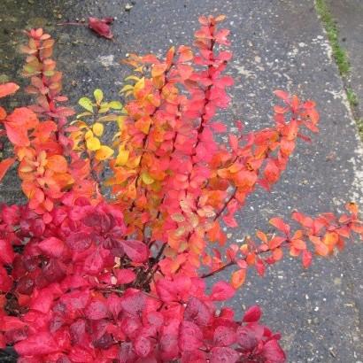 Golden Rocket Barberry Fall Color
