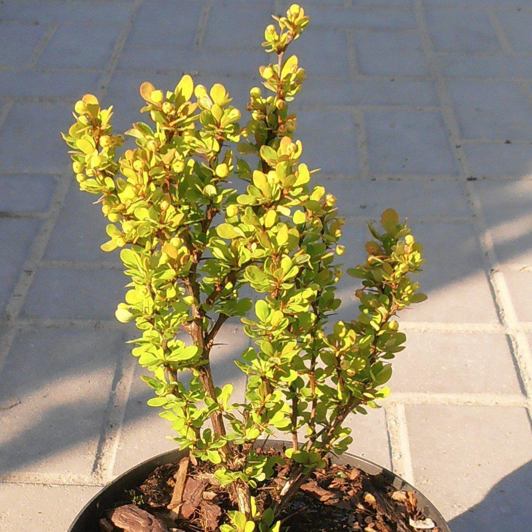 Berberis thunbergii 'Golden Rocket' PP#18626 ~ Golden Rocket Barberry-ServeScape