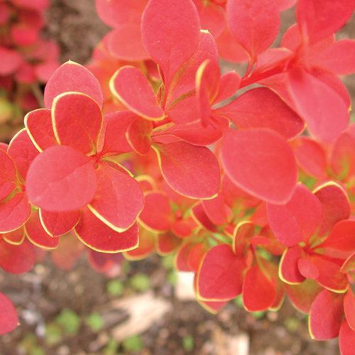 Berberis thunbergii Sunjoy 'Tangelo' ~ Sunjoy Tangelo Barberry-ServeScape