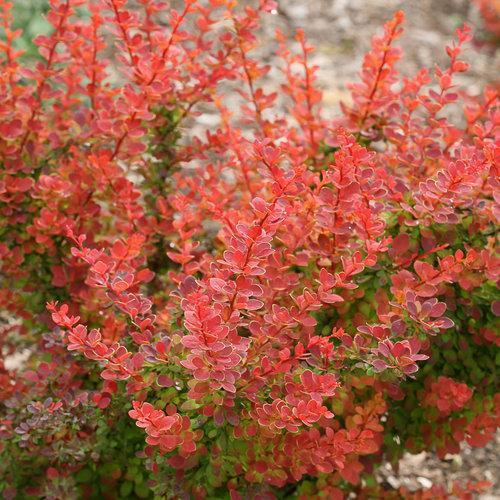 Berberis thunbergii Sunjoy 'Tangelo' ~ Sunjoy Tangelo Barberry - Delivered By ServeScape